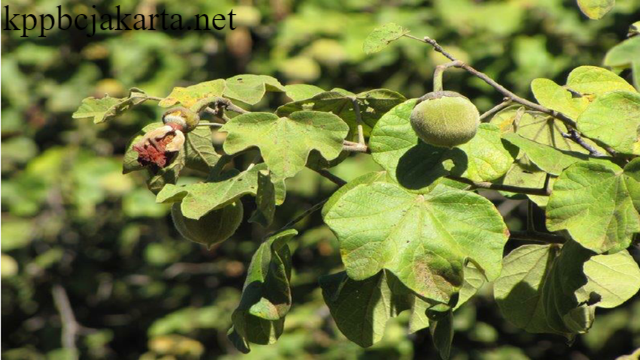 Azanza Garckeana Obat Herbal Afrika Segudang Manfaat